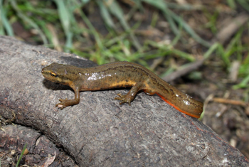 Smooth newt